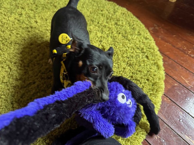 Jack Russell for adoption in West Calder, West Lothian – 4 years old