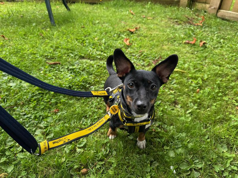 Jack Russell for adoption in West Calder, West Lothian – 4 years old - Image 3 of 4
