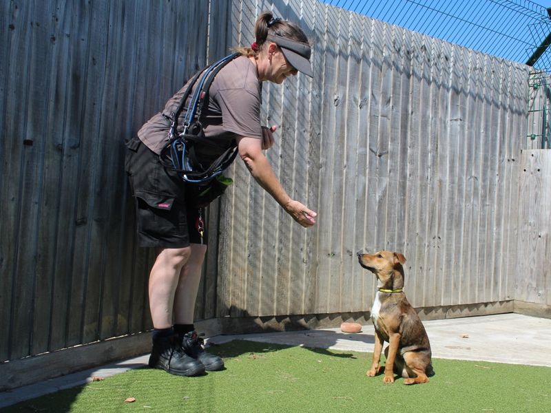 Basil | Terrier (Jack Russell) Cross | Evesham (Worcestershire) - 1