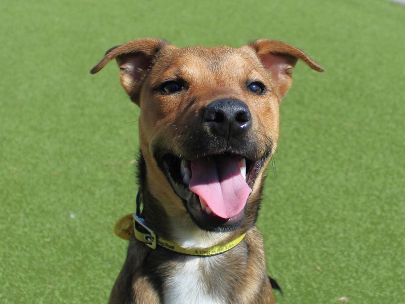 Jack Russell Terrier for adoption in Evesham, Worcestershire – 1 year old - Image 2 of 2