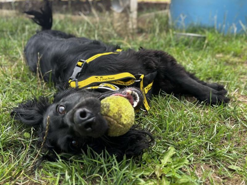 Cocker Spaniel for adoption in Snetterton, Norfolk – 1 year old - Image 3 of 3