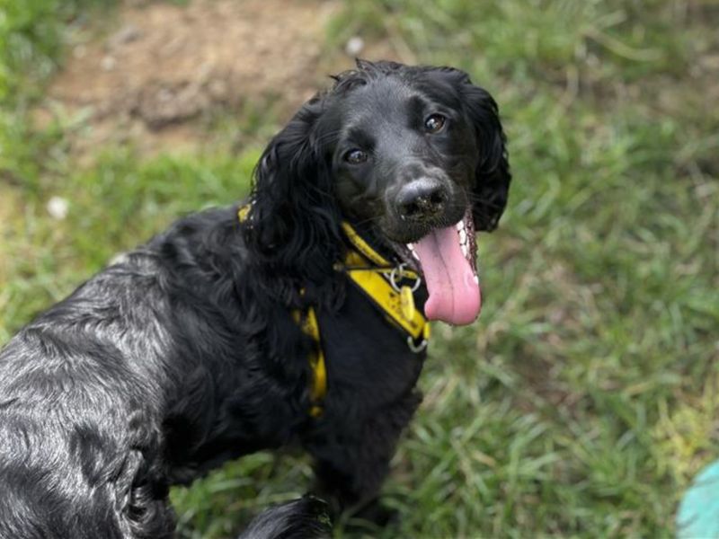 Cocker Spaniel for adoption in Snetterton, Norfolk – 1 year old