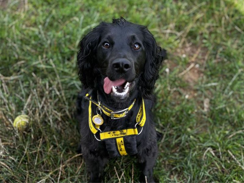 Cocker Spaniel for adoption in Snetterton, Norfolk – 1 year old - Image 2 of 3