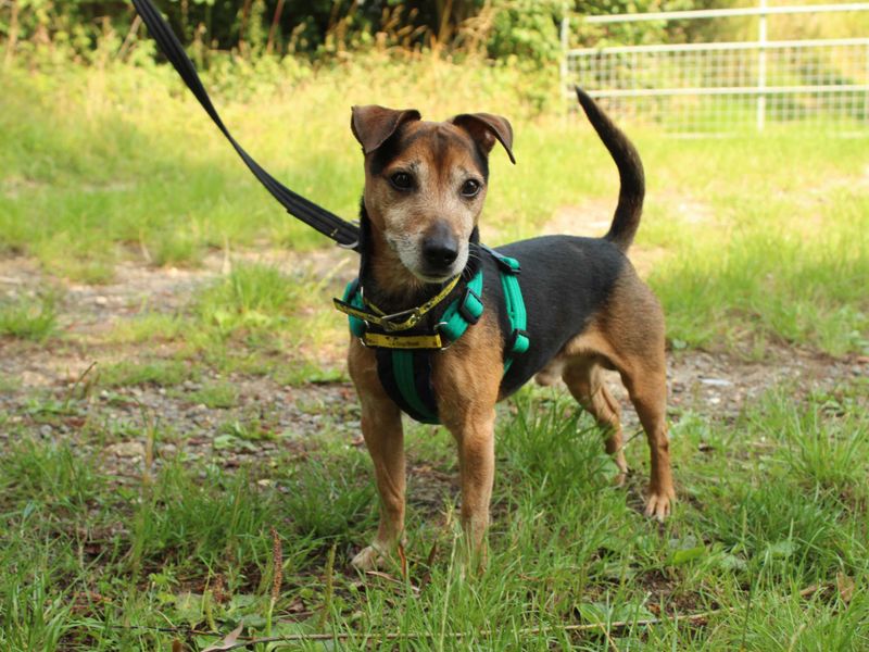 Jack Russell Terrier for adoption in Newton Tony, Wiltshire – 7 years old - Image 4 of 10
