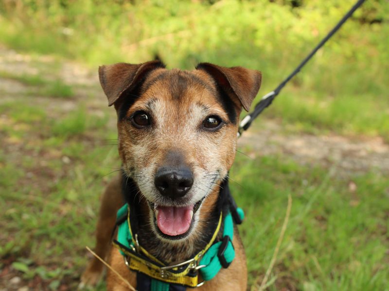 Jack Russell Terrier for adoption in Newton Tony, Wiltshire – 7 years old - Image 10 of 10