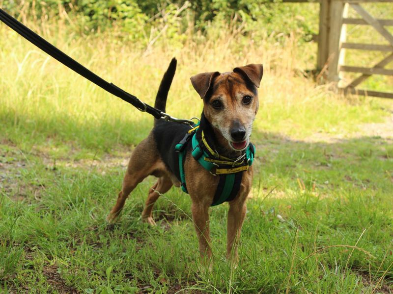 Jack Russell Terrier for adoption in Newton Tony, Wiltshire – 7 years old