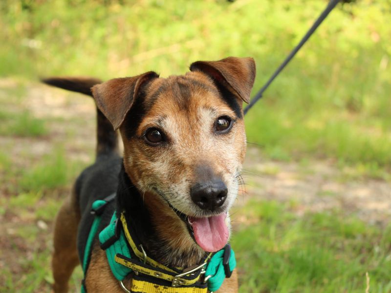 Jack Russell Terrier for adoption in Newton Tony, Wiltshire – 7 years old - Image 6 of 10