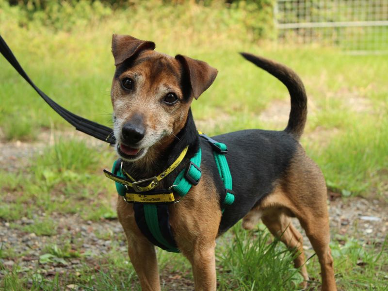 Jack Russell Terrier for adoption in Newton Tony, Wiltshire – 7 years old - Image 7 of 10