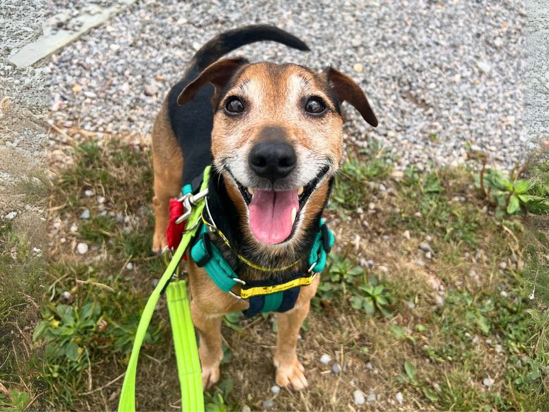 Jack Russell Terrier for adoption in Newton Tony, Wiltshire – 7 years old - Image 8 of 10