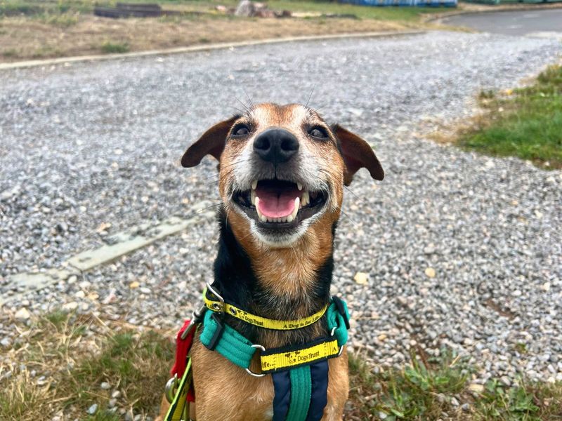 Jack Russell Terrier for adoption in Newton Tony, Wiltshire – 7 years old - Image 2 of 10