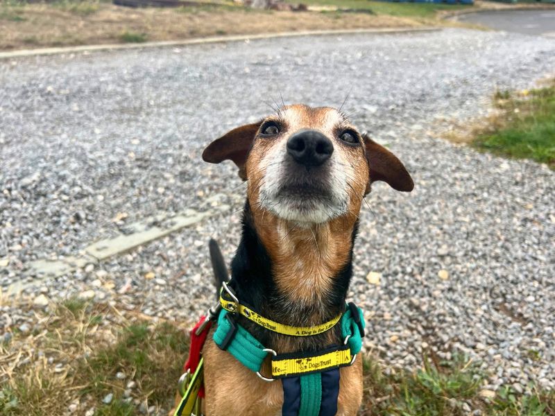Jack Russell Terrier for adoption in Newton Tony, Wiltshire – 7 years old - Image 3 of 10