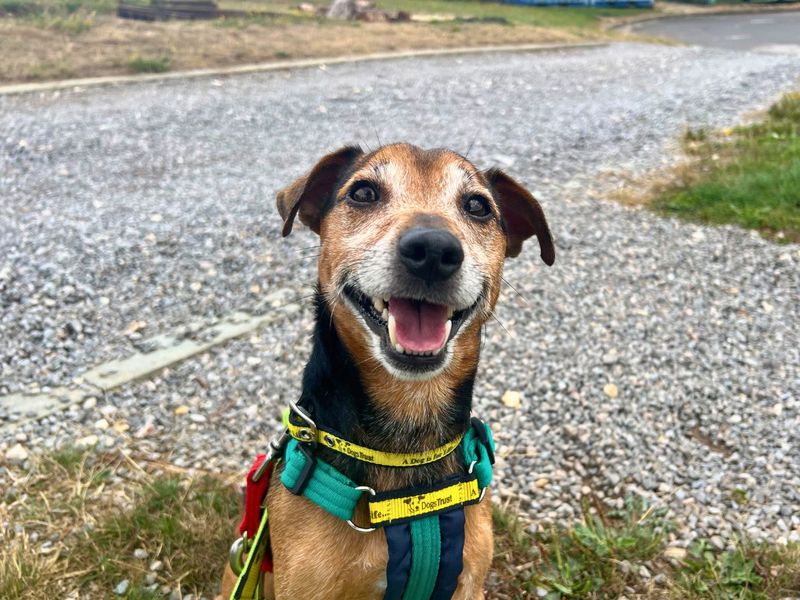 Jack Russell Terrier for adoption in Newton Tony, Wiltshire – 7 years old - Image 5 of 10