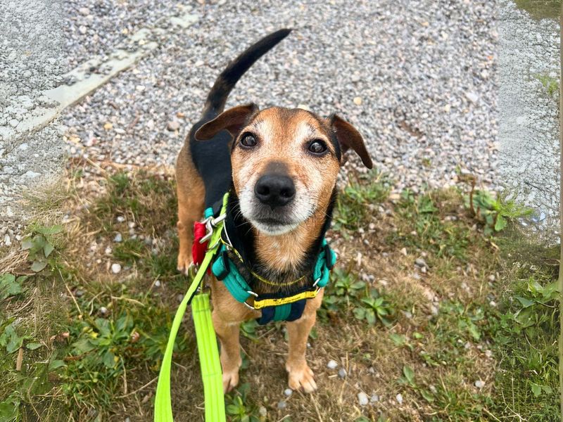 Jack Russell Terrier for adoption in Newton Tony, Wiltshire – 7 years old - Image 9 of 10