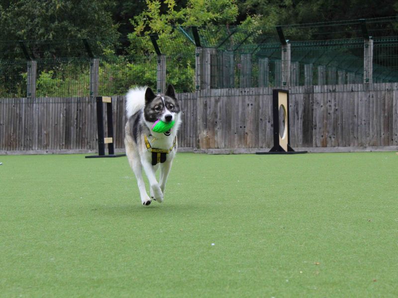 Border Collie for adoption in Glasgow, Scotland – 2 years old - Image 2 of 4