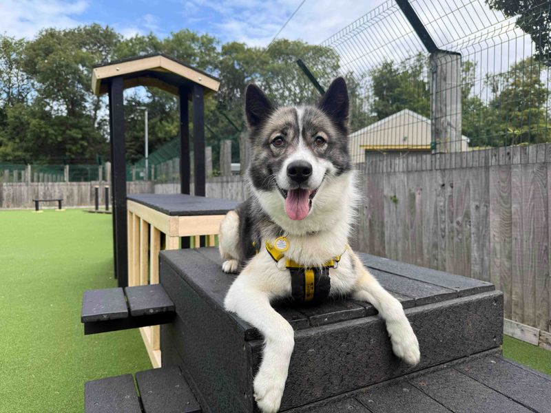 Siberian Husky for adoption in Glasgow, Scotland – 2 years old