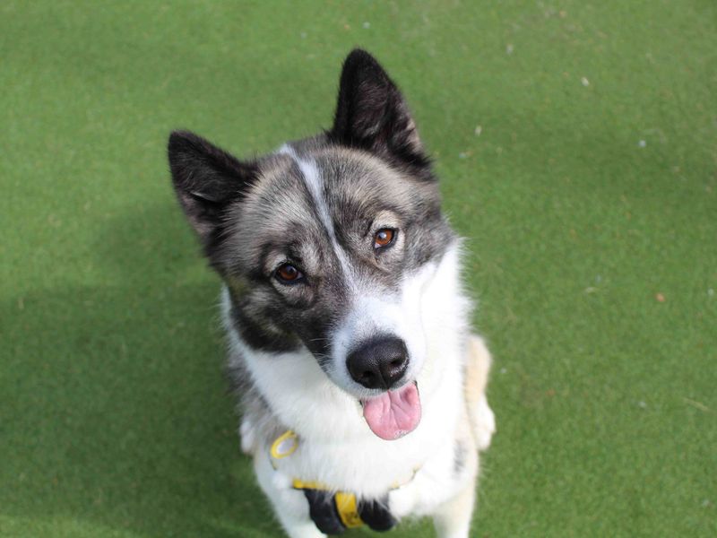 Border Collie for adoption in Glasgow, Scotland – 2 years old - Image 4 of 4