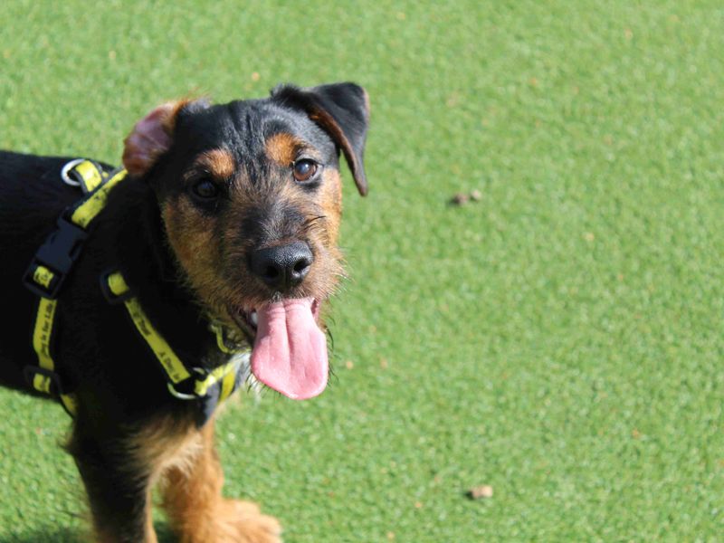 Charmander | Terrier (Jack Russell) | Glasgow - 1