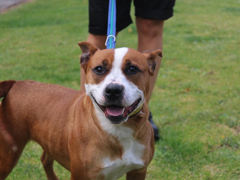 Staffordshire Bull Terrier for adoption in Liverpool, Merseyside – 3 years old