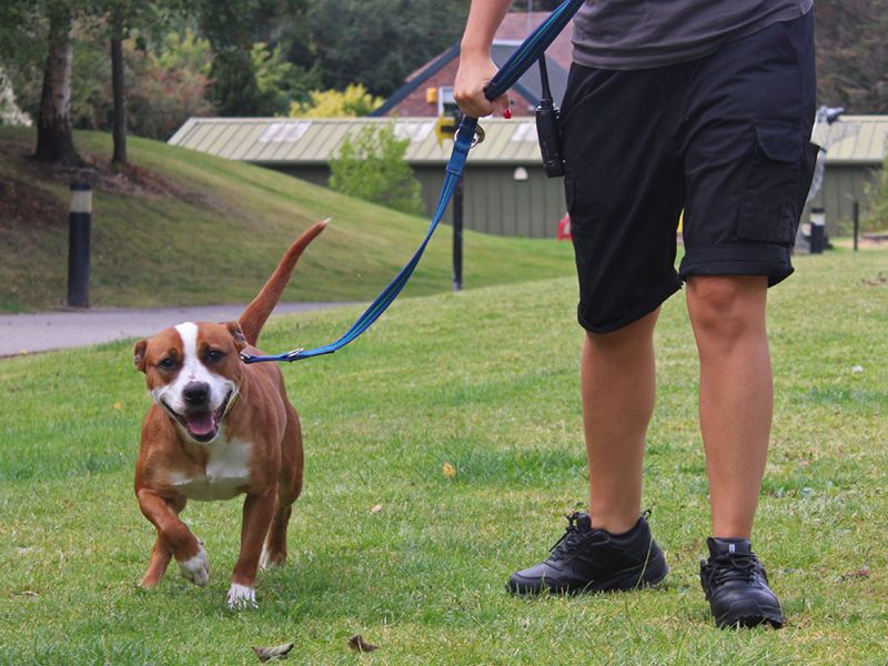 Staffordshire Bull Terrier for adoption in Liverpool, Merseyside – 3 years old - Image 2 of 2