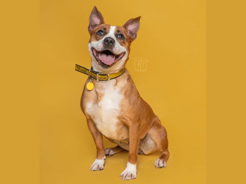 Beauty | Terrier (Staffordshire Bull) | Merseyside (Liverpool) - 1