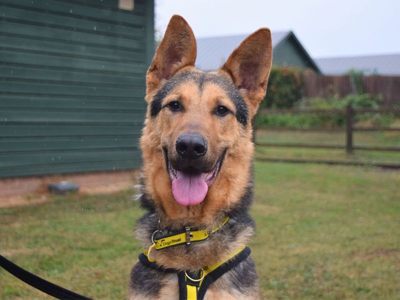German Shepherd for adoption in Uxbridge, London – 1 year old - Image 2 of 4