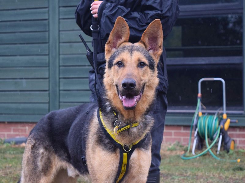 German Shepherd for adoption in Uxbridge, London – 1 year old