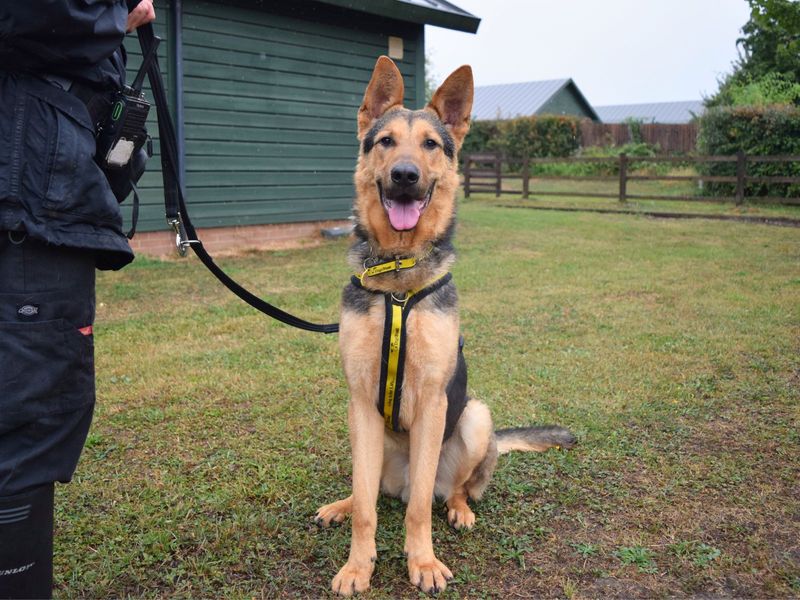 German Shepherd for adoption in Uxbridge, London – 1 year old - Image 4 of 4