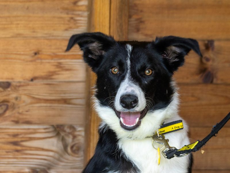 Border Collie for adoption in Wymeswold, Leicestershire – 9 months old - Image 2 of 2