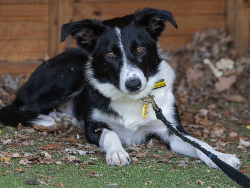 Border Collie for adoption in Wymeswold, Leicestershire – 9 months old