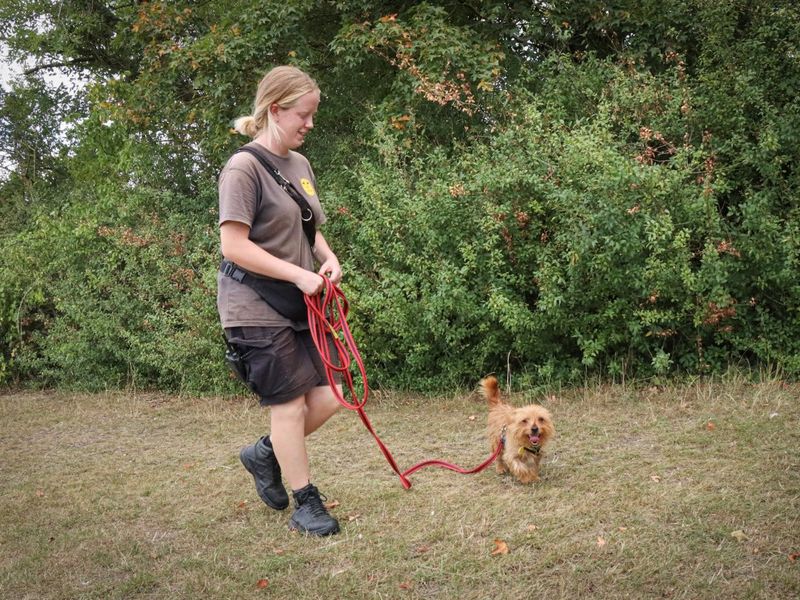 Yorkshire Terrier for adoption in Evesham, Worcestershire – 10 months old - Image 2 of 4
