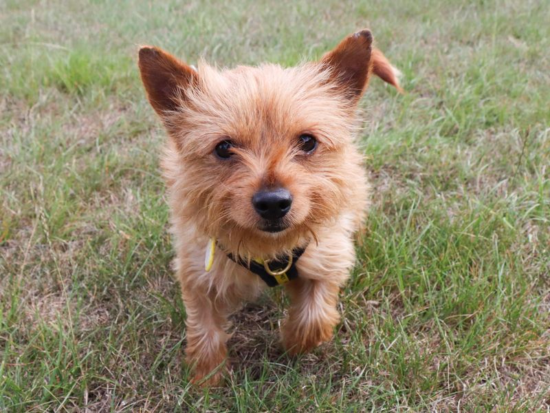 Yorkshire Terrier for adoption in Evesham, Worcestershire – 10 months old - Image 4 of 4