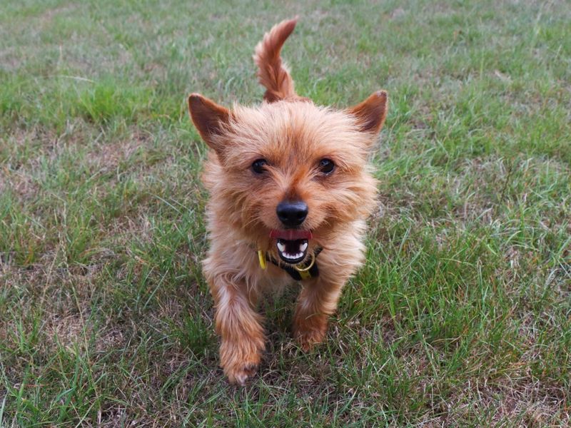 Yorkshire Terrier for adoption in Evesham, Worcestershire – 10 months old - Image 3 of 4