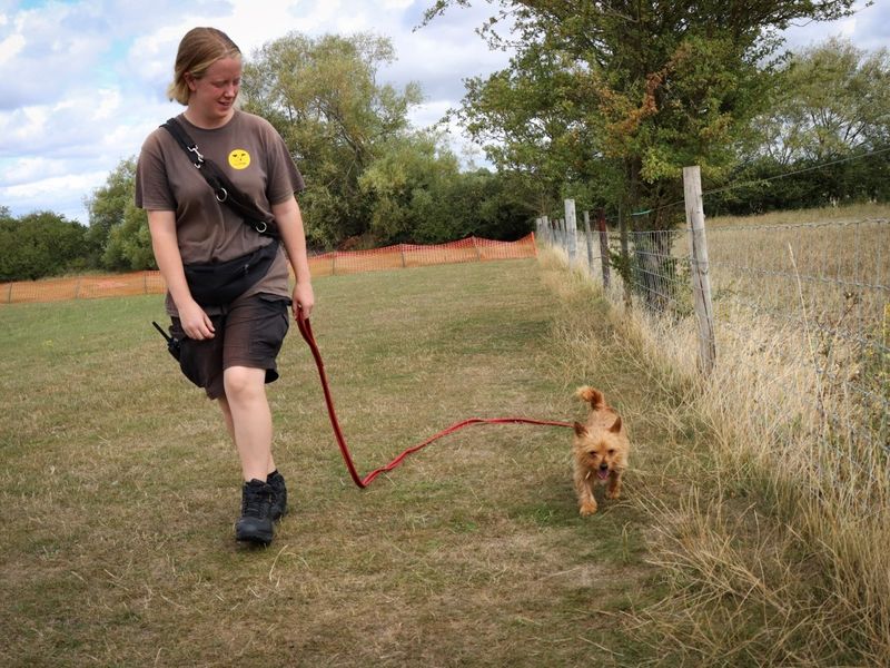 Yorkshire Terrier for adoption in Evesham, Worcestershire – 10 months old