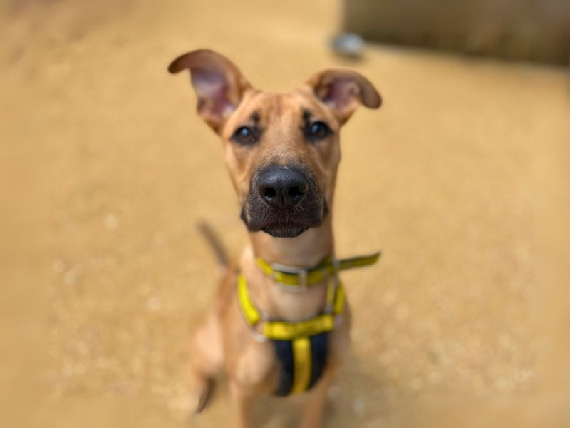 Tilly, a 2 years old female Lurcher available for adoption from Dogs Trust in Salisbury, Wiltshire