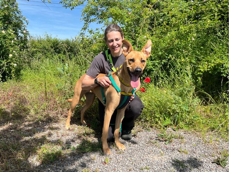 Tilly | Lurcher Cross | Salisbury (Wiltshire) - 2