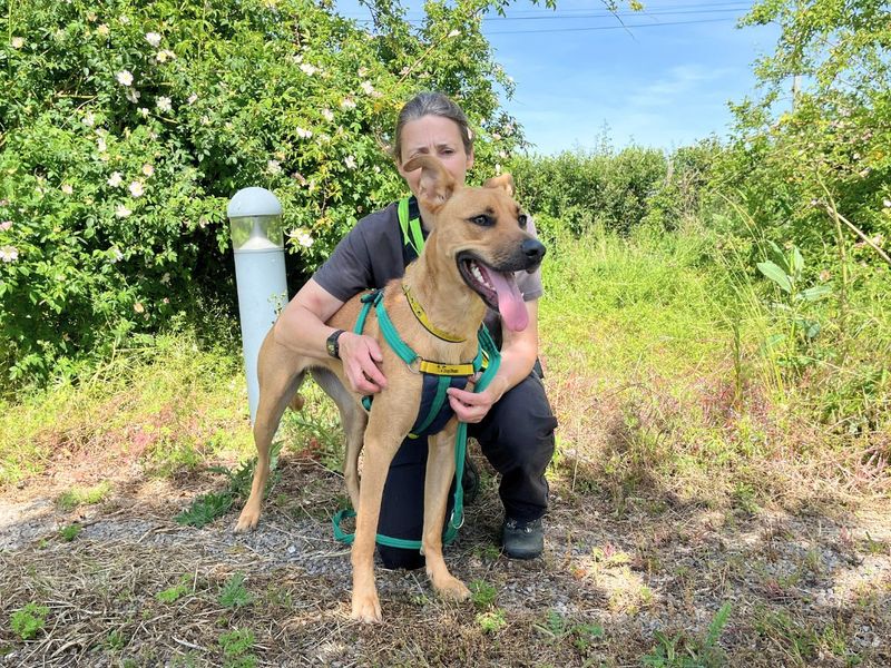 Tilly | Lurcher Cross | Salisbury (Wiltshire) - 1