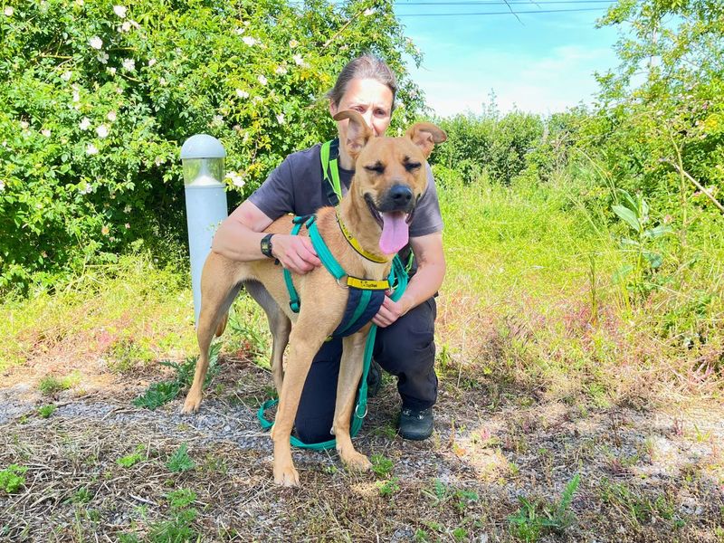 Tilly | Lurcher Cross | Salisbury (Wiltshire) - 4