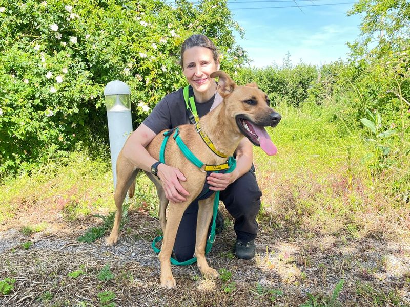 Tilly | Lurcher Cross | Salisbury (Wiltshire) - 5