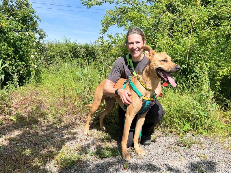 Tilly | Lurcher Cross | Salisbury (Wiltshire) - 3