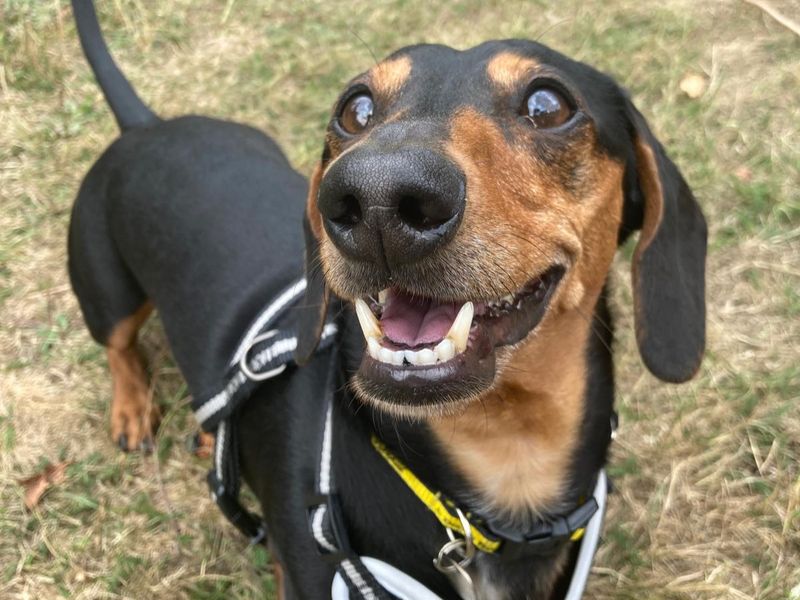 Dachshund for adoption in Newbury, Berks – 5 years old