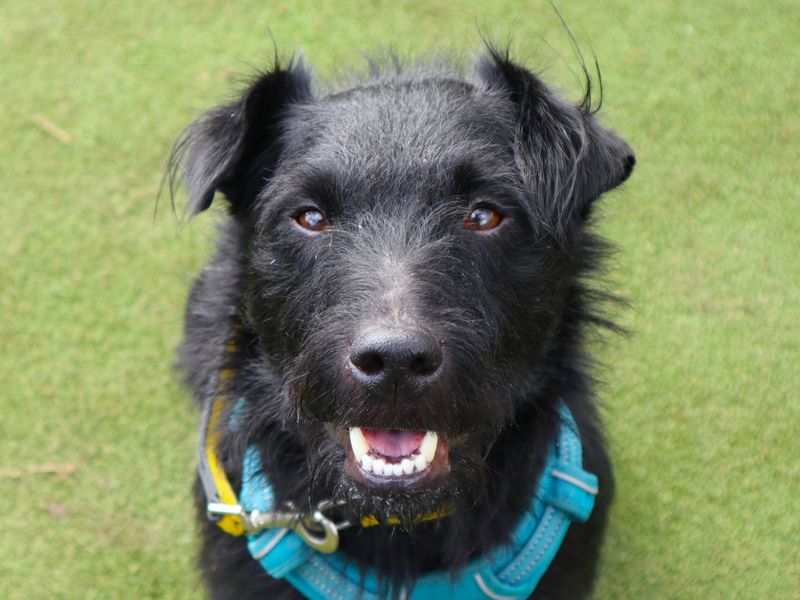 undefined | Terrier (Patterdale) | undefined - 3