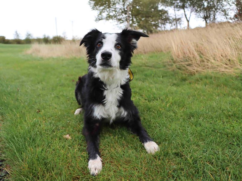 Border Collie for adoption in Sadberge, Co Durham – 6 years old - Image 2 of 3