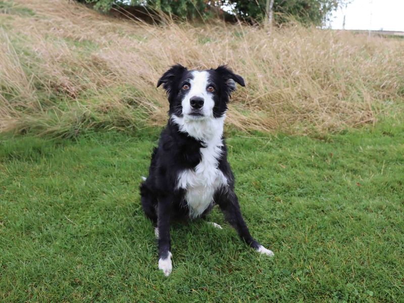 Border Collie for adoption in Sadberge, Co Durham – 6 years old
