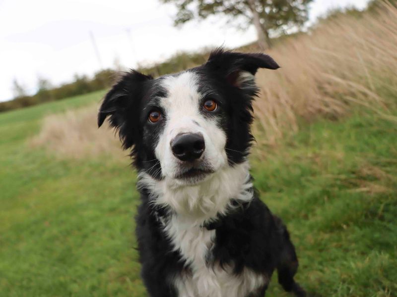 Border Collie for adoption in Sadberge, Co Durham – 6 years old - Image 3 of 3