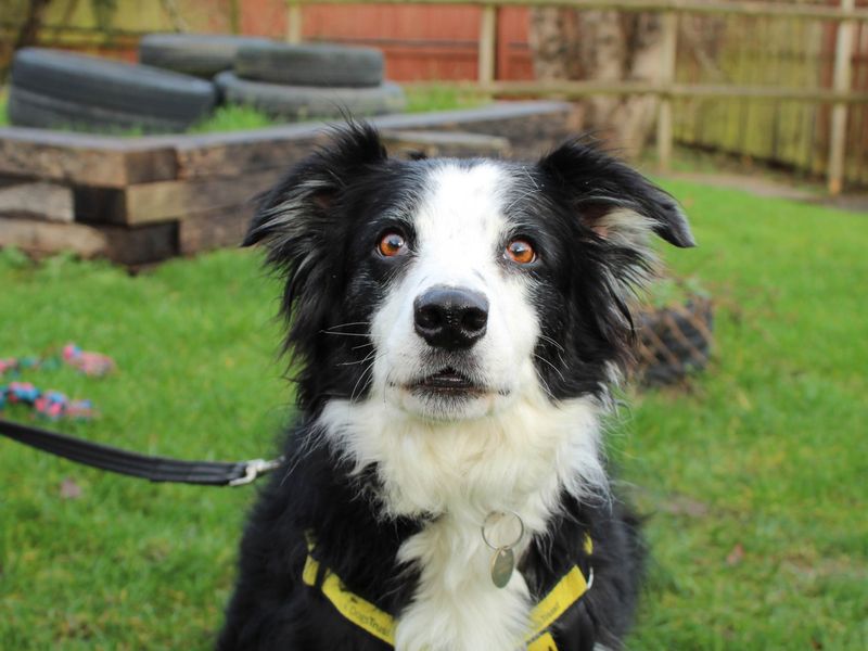 Lupin | Collie (Border) | Newbury (Berkshire) - 1