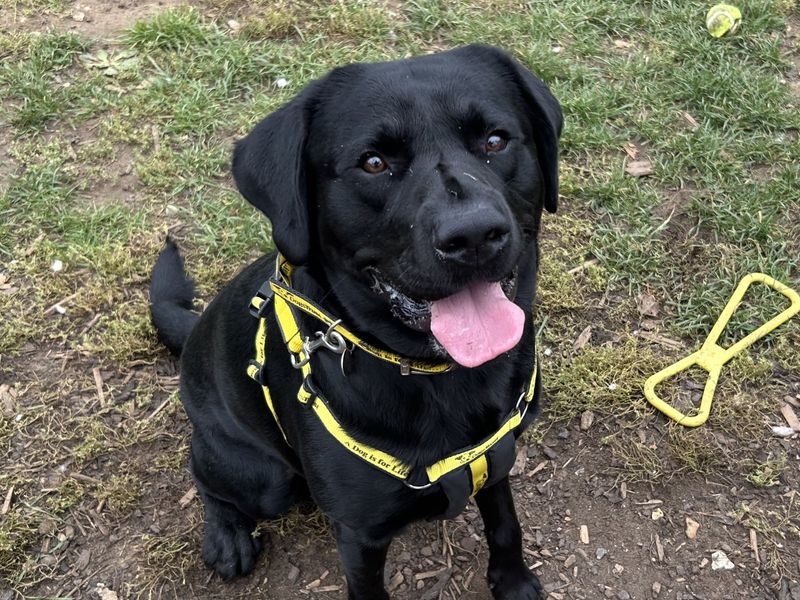 Benny | Retriever (Labrador) | Snetterton (Norfolk) - 1
