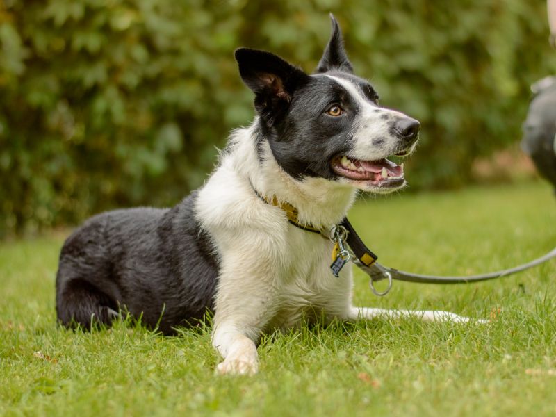 Border Collie for adoption in Kenilworth, Warks – 1 year old - Image 5 of 6