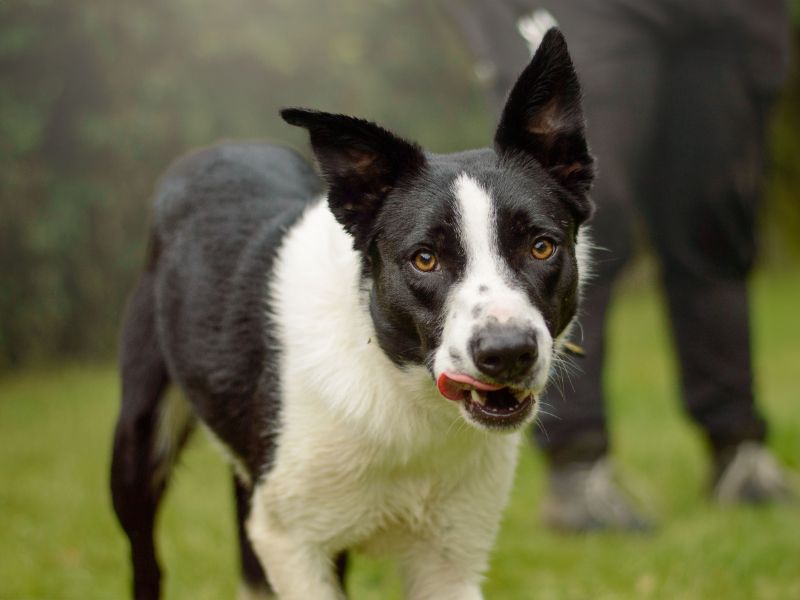Border Collie for adoption in Kenilworth, Warks – 1 year old - Image 6 of 6