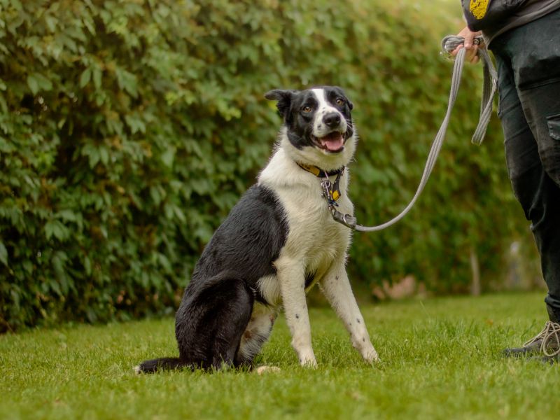 Bron | Collie (Border) | Kenilworth (West Midlands) - 1