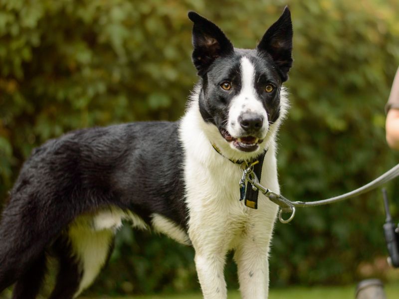 Border Collie for adoption in Kenilworth, Warks – 1 year old - Image 2 of 6